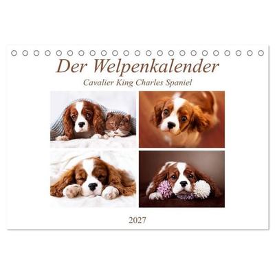 Der Welpenkalender - Cavalier King Charles Spaniel (Tischkalender 2027 DIN A5 quer), CALVENDO Monatskalender