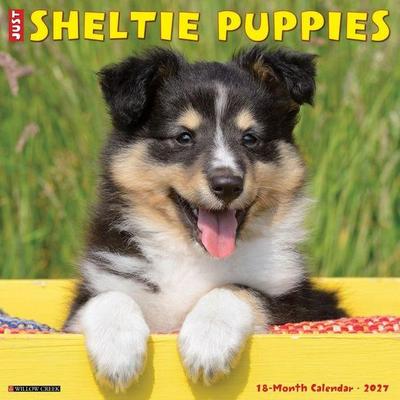 Sheltie Puppies 2027 12 X 12 Wall Calendar