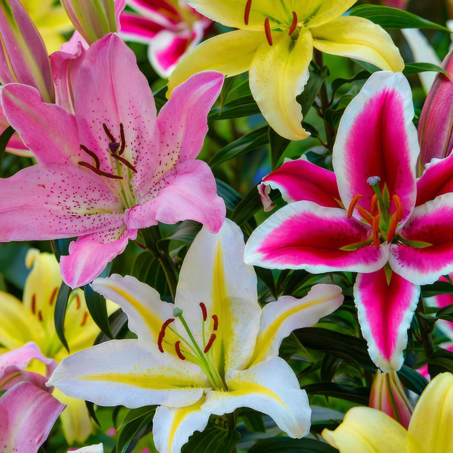 Dutch Bulbs Mix van oosterse dahlia-uien, 15 stuks, winterharde meerjarige bloembollen