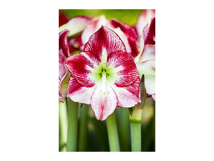 Home and More Ritterstern Hippeastrum ⌀ 10 cm