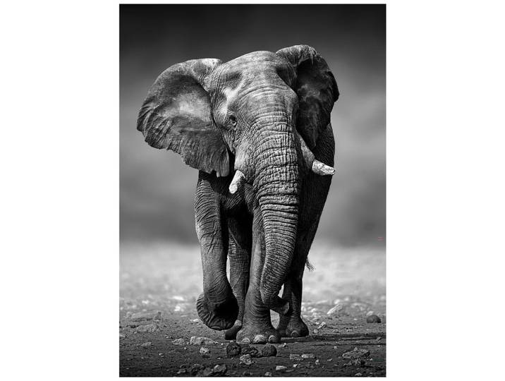 Monee Kunstdruck, Mehrfarbig, Tiere, rechteckig, 50x70 cm, Made in Europe, einfache und schnelle Anbringung, pflegefrei – nicht gießen oder besprühen, Bilder & Rahmen, Bilder, Sonstige Wandbilder