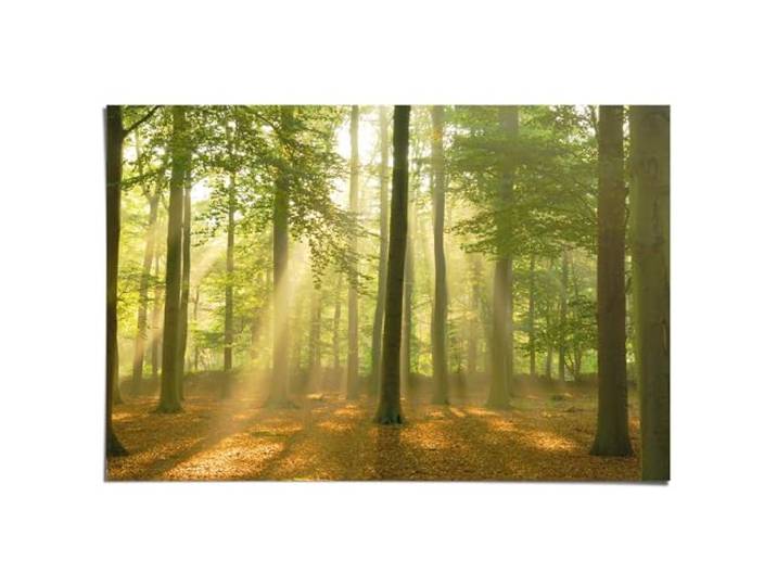 REINDERS Poster, Sunbeam Forest, Schlafzimmer, Poster, Wanddeko, Room Decor, Bilderdruckpapier, Grün, 61 x 91,5