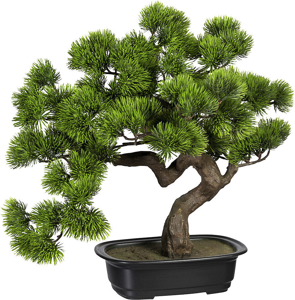 kaiserkraft Bonsai Kiefer, in Kunststoffschale, Höhe 400 mm, Schale 220 x 150 x 60 mm