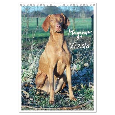 Magyar Vizsla (Wandkalender 2026 DIN A4 hoch), CALVENDO Monatskalender