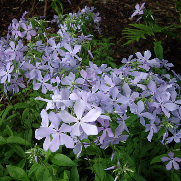 6 x Phlox divaricata Clouds Of Perfume Vlammende bloem in pot van 9x9 cm