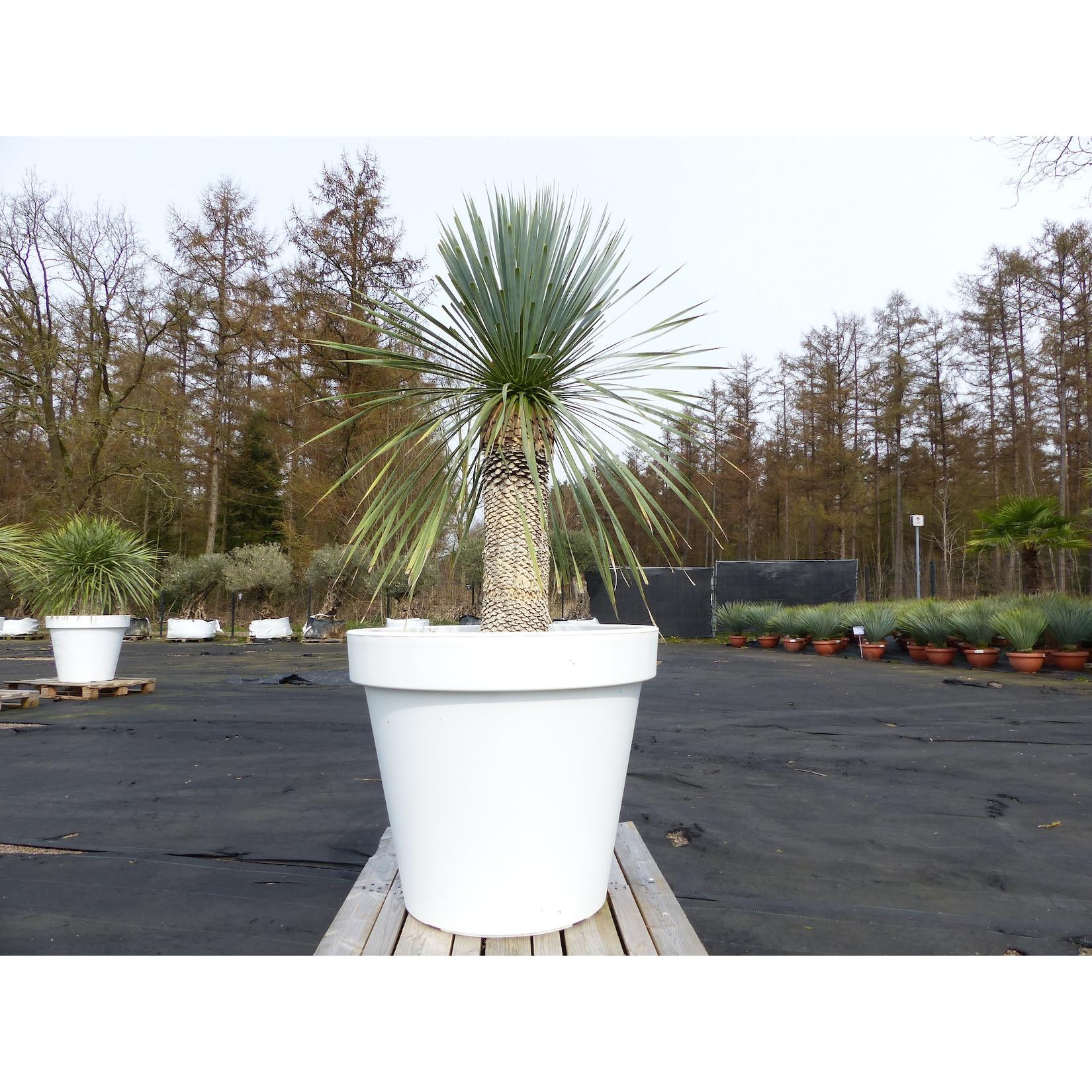 Yucca Rostrata 170 cm Stamm 60 cm im Pflanzkübel Ø80 cm Weiß winterhart