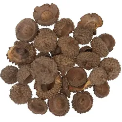 Echte Eichelhütchen, 250 g