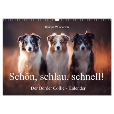 Schön, schlau, schnell! - Der Border Collie - Kalender (Wandkalender 2027 DIN A3 quer), CALVENDO Monatskalender