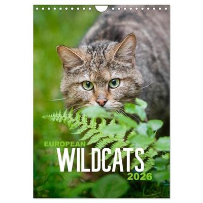 European Wildcats (Wall Calendar 2026 DIN A4 portrait), CALVENDO 12 Month Wall Calendar