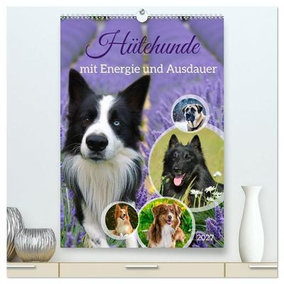 Hütehunde mit Energie und Ausdauer (hochwertiger Premium Wandkalender 2027 DIN A2 hoch), Kunstdruck in Hochglanz