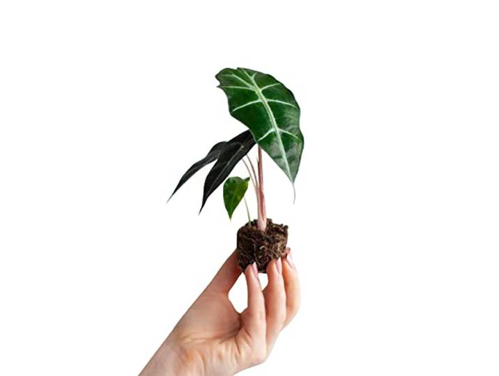 PLNTS - Baby Alocasia Polly (Olifantsoor) - Kamerplant Skeletplant- Stekplantje 2 cm - hoogte 20 cm