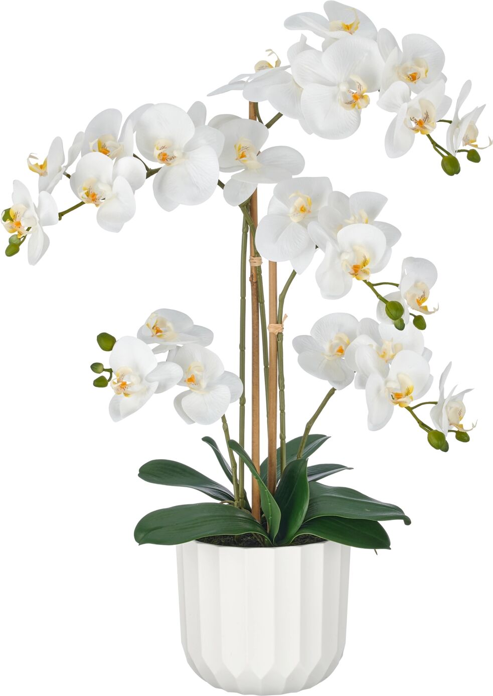 Gasper Orchidee im Weissen Topf H: 70 cm