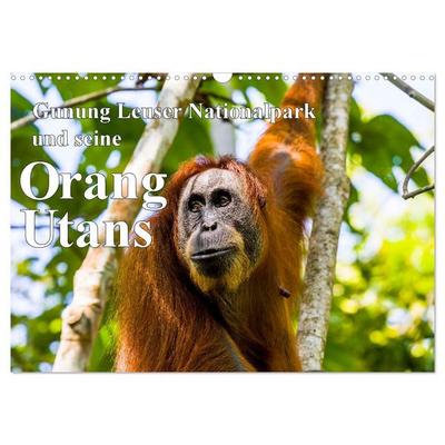 Gunung Leuser Nationalpark und seine Orang Utans (Wandkalender 2027 DIN A3 quer), CALVENDO Monatskalender