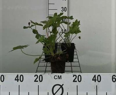 6 x Geranium macrorrhizum Ooievaarsbek in pot van 9 x 9 cm van GRDplanten