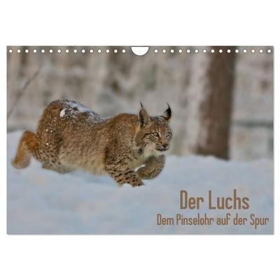 Der Luchs - Dem Pinselohr auf der Spur (Wandkalender 2027 DIN A4 quer), CALVENDO Monatskalender