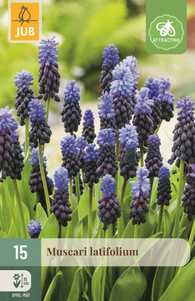 Jub Muscari latifolium 15 bollen