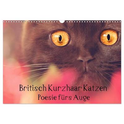 Britisch Kurzhaar Katzen - Poesie fürs Auge (Wandkalender 2027 DIN A3 quer), CALVENDO Monatskalender