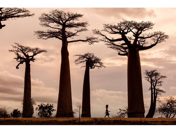 Fototapete PAPERMOON Photo-Art DAN MIRICA, MADAGASKAR , bunt, B:4,5m L:2,8m, Vlies, Tapeten, Fototapete