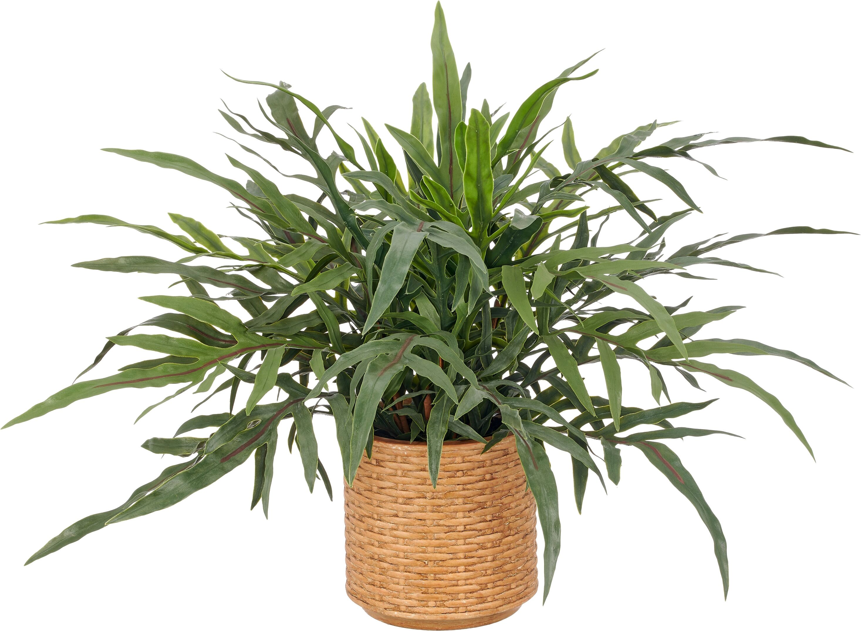Kunstpflanze CREATIV GREEN "Farn Phlebodium aureum", grün, B:65cm H:55cm Ø:65cm, Obermaterial: 100% Kunststoff, Kunstpflanzen, Kunstpflanze, mit naturgetreuen Farnwedeln