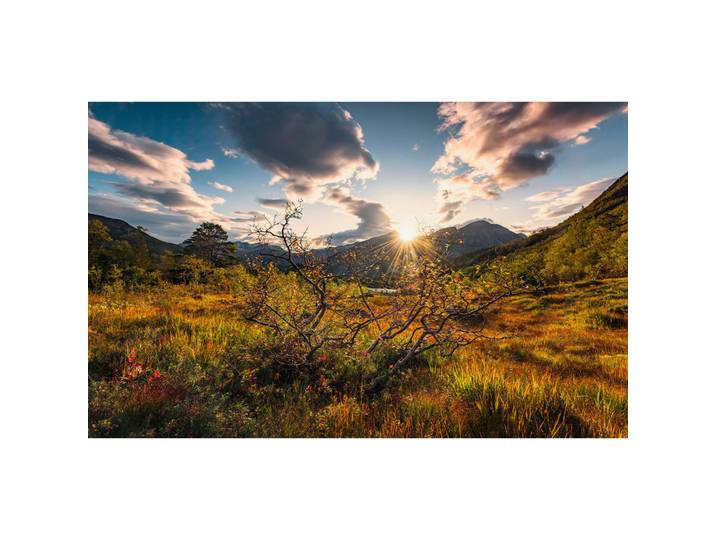 Fototapete, Mehrfarbig, Sträucher, 450x280 cm, Tapeten & Wandverkleidungen, Fototapeten