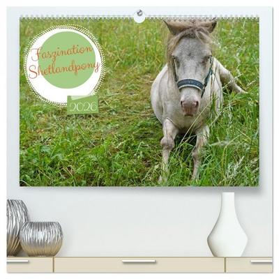 Faszination Shetlandpony (hochwertiger Premium Wandkalender 2026 DIN A2 quer), Kunstdruck in Hochglanz