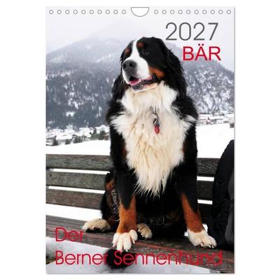 BÄR - Der Berner Sennenhund (Wandkalender 2027 DIN A4 hoch), CALVENDO Monatskalender