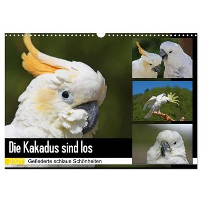 Die Kakadus sind los (Wandkalender 2027 DIN A3 quer), CALVENDO Monatskalender