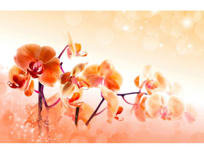 Fototapete PAPERMOON Blumen , bunt, B:2,5m L:1,86m, Vlies, Tapeten, Fototapete
