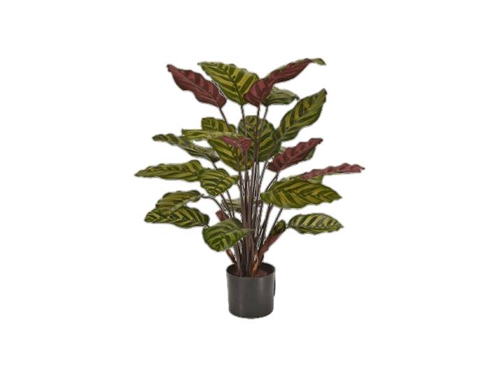 Lebensechte Kunstpflanze „Calathea Makoyana“, verschiedene Grössen Grün, Rot Baq Design