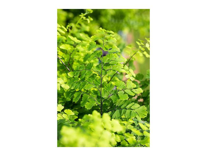 Qualité & Prix Frauenhaarfarn Adiantum ⌀ 12 cm