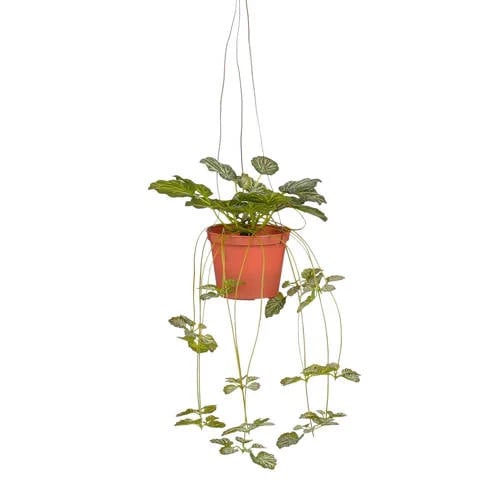 Mica Decorations kunstplant Saxifraga groen