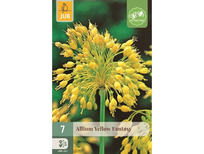 Allium yellow fantasy 7 bollen