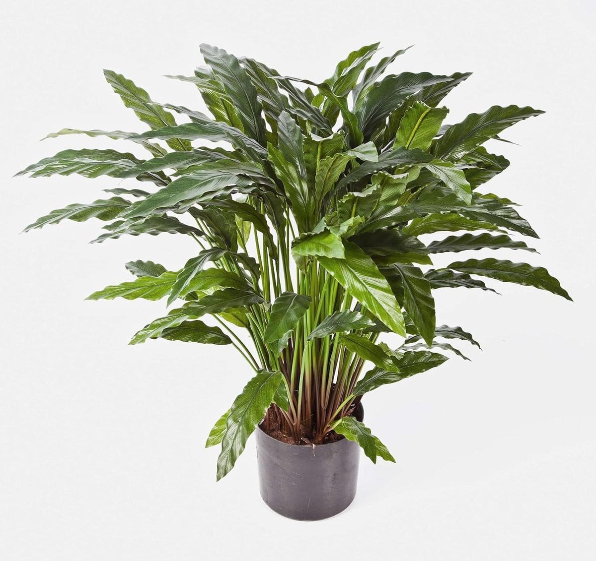 Kunstplant Calathea Groen - Vlambestendige decoratieve plant - Hoogte: 85 cm