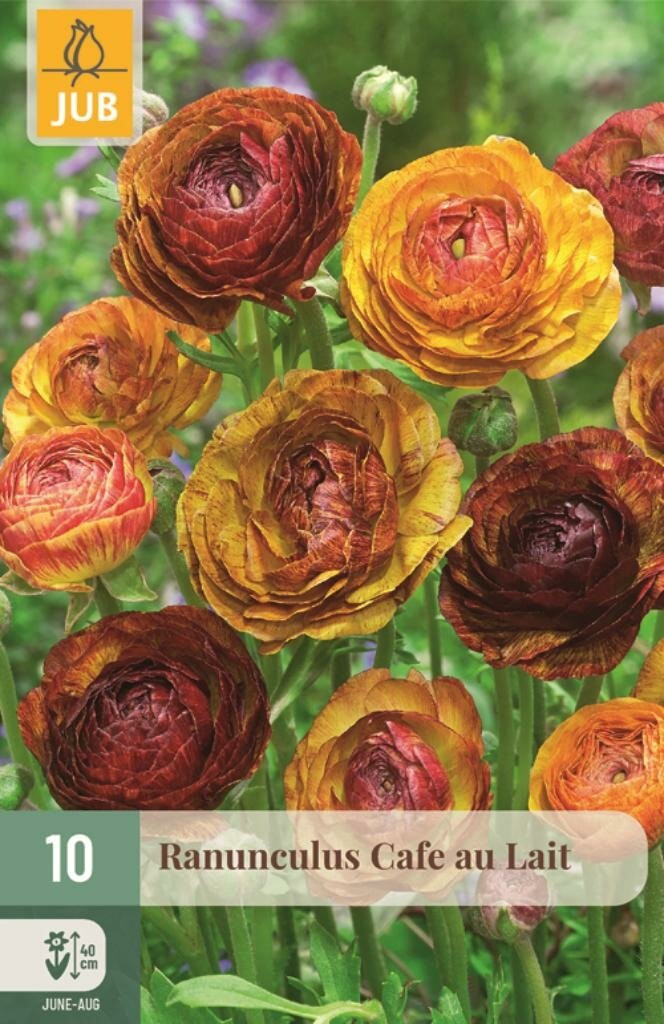 Ranunculus Cafe au Lait 10 knollen van Jub