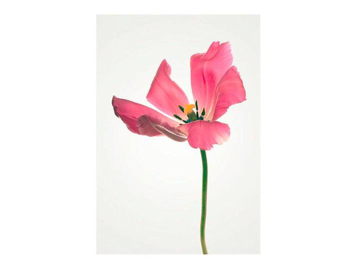 Bild KOMAR Tulip , rosa (farbe bild(er): rosa), B:30cm H:40cm, Holzwerkstoff, Papier, Bilder, Bild, Wandbild zur Dekoration - ohne Rahmen