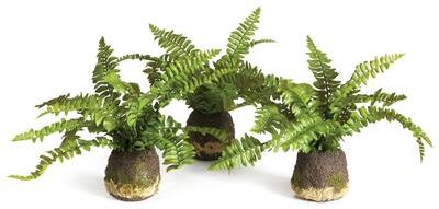 Porch & Petal Boston Fern Drop-Ins, Set Of 3 - Green