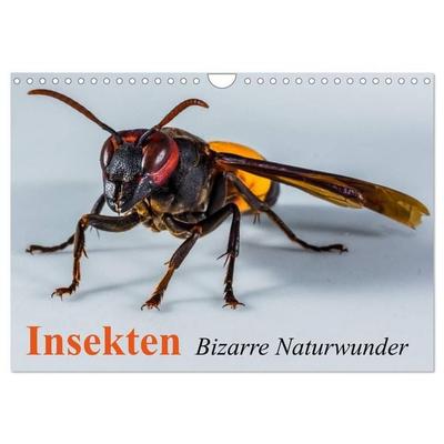 Insekten • Bizarre Naturwunder (Wandkalender 2027 DIN A4 quer), CALVENDO Monatskalender