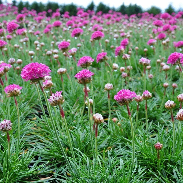 6 x Grasnelk Armeria Dusseldorfer Stolz in pot van 9x9 cm van Arborix