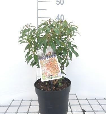 Pieris japonica Mountain Fire Lavendelheide in pot, 20-30 cm