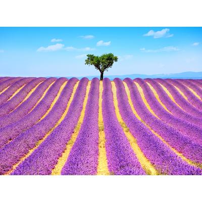 Fototapete PAPERMOON "Lavender in Provence", bunt, B:5m L:2,8m, Vlies, Tapeten