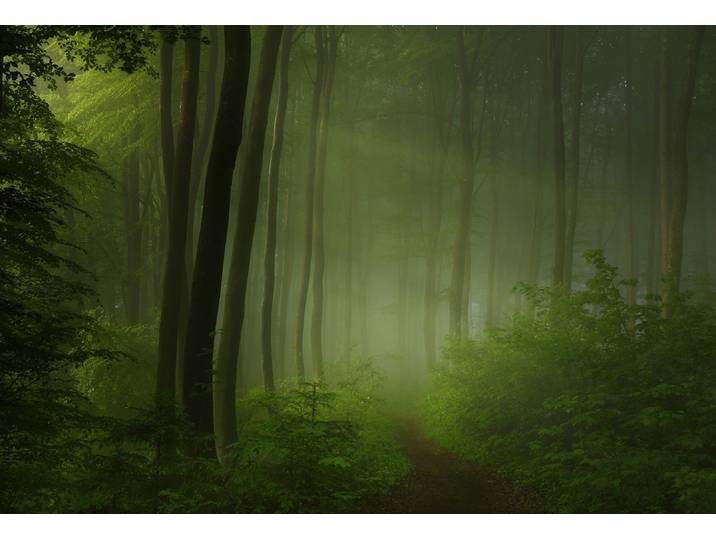 Fototapete PAPERMOON Photo-Art NORBERT MAIER, WALDMORGEN , bunt, B:3,5m L:2,6m, Vlies, Tapeten, Fototapete