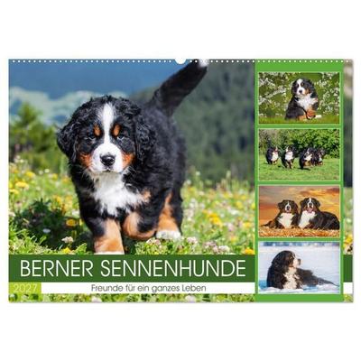 Berner Sennenhunde - Freunde für ein ganzes Leben (Wandkalender 2027 DIN A2 quer), CALVENDO Monatskalender