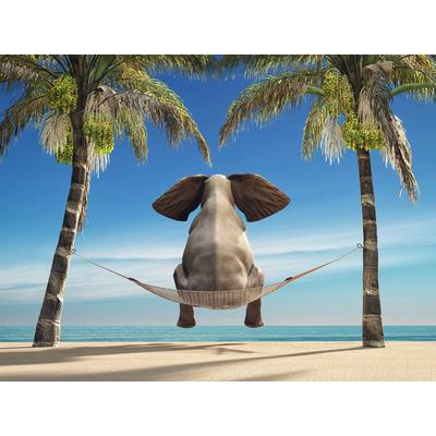 Fototapete PAPERMOON "Elefant auf Hängematte an Strand", bunt, B:5m L:2,8m, Vlies, Tapeten