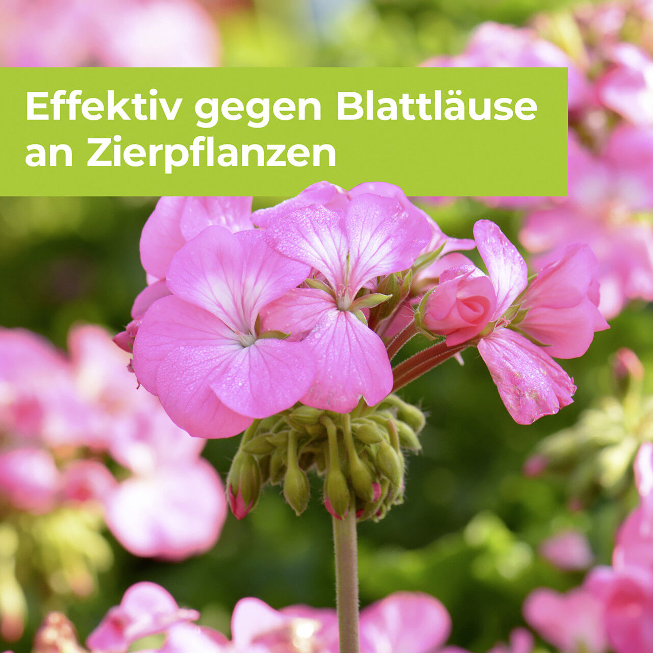 Protect Garden Lizetan Plus Blattlausfrei AF 1 l