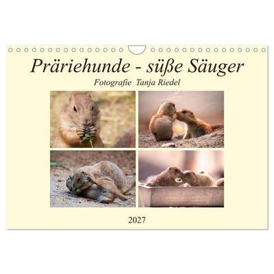 Präriehunde - süße Säuger (Wandkalender 2027 DIN A4 quer), CALVENDO Monatskalender