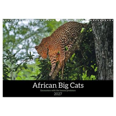 African Big Cats (Wall Calendar 2027 DIN A3 landscape), CALVENDO 12 Month Wall Calendar