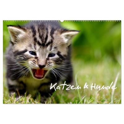 Katzen & Hunde (Wandkalender 2027 DIN A2 quer), CALVENDO Monatskalender