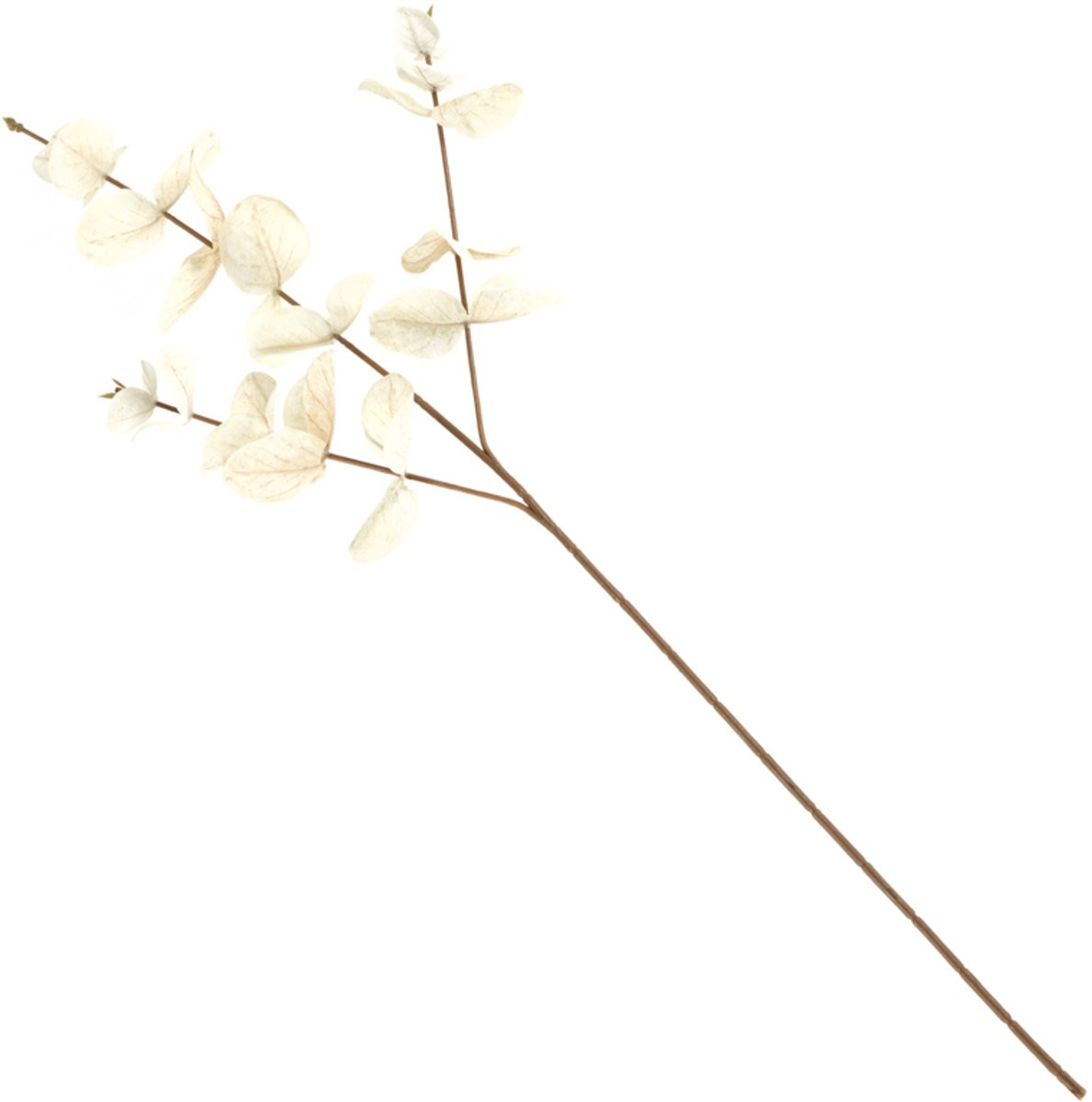 HomeBound by KY Eucalyptus tak beige