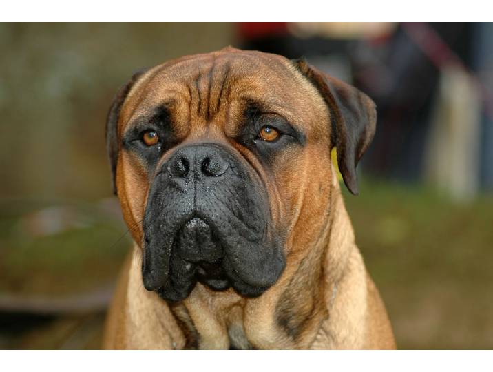 Papermoon Bullmastiff-Porträt