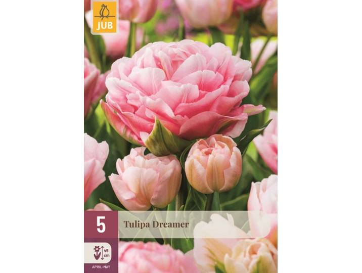 Tulp Dreamer 5 bollen